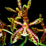 Phalaenopsis mannii